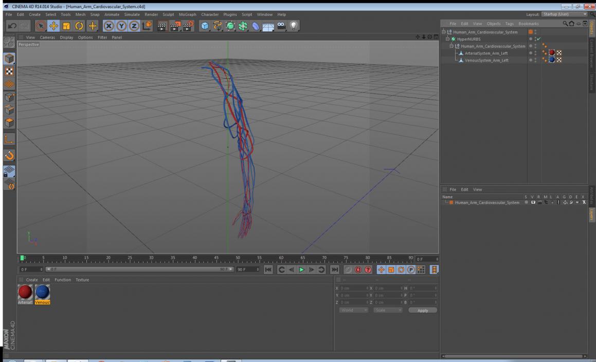 3D Human Arm Cardiovascular System