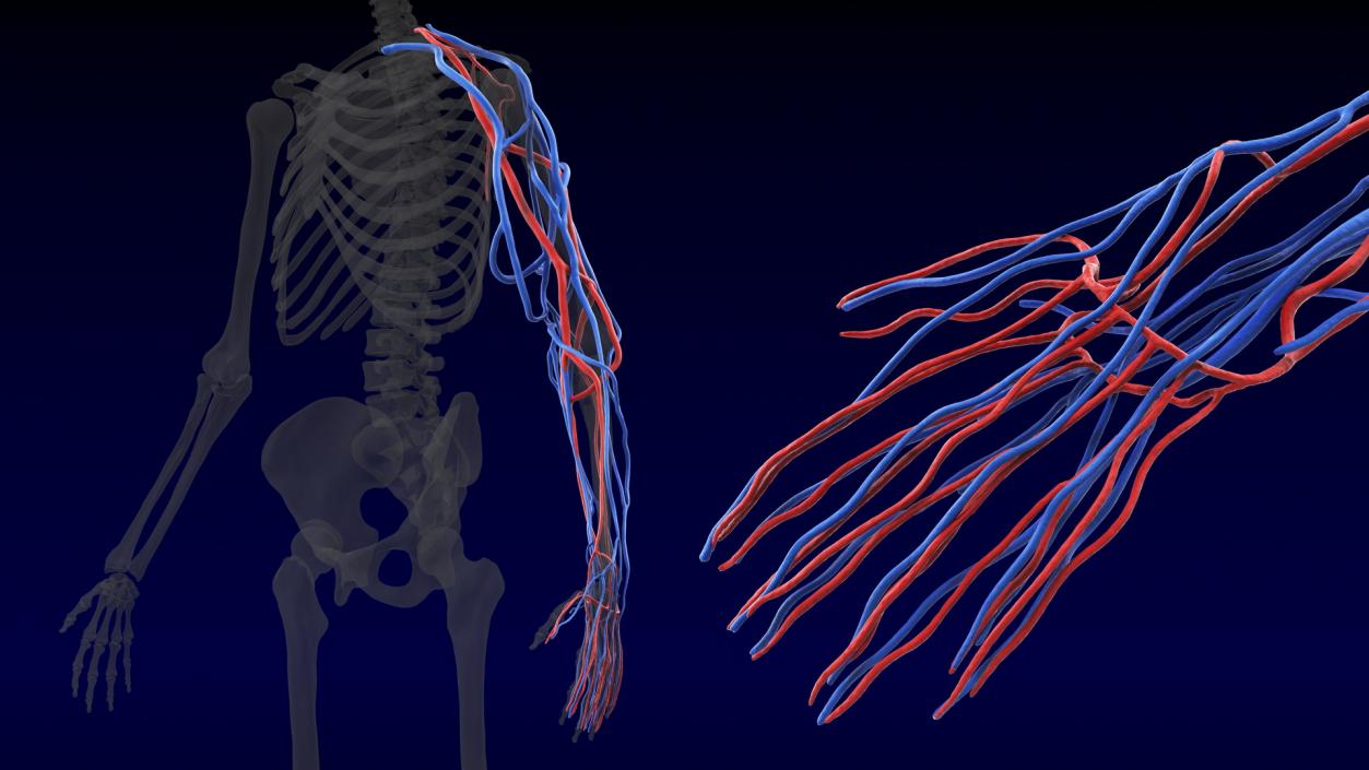 3D Human Arm Cardiovascular System