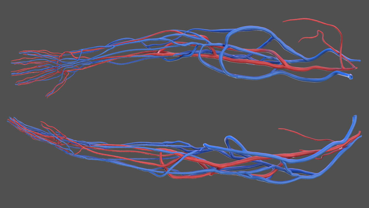 3D Human Arm Cardiovascular System