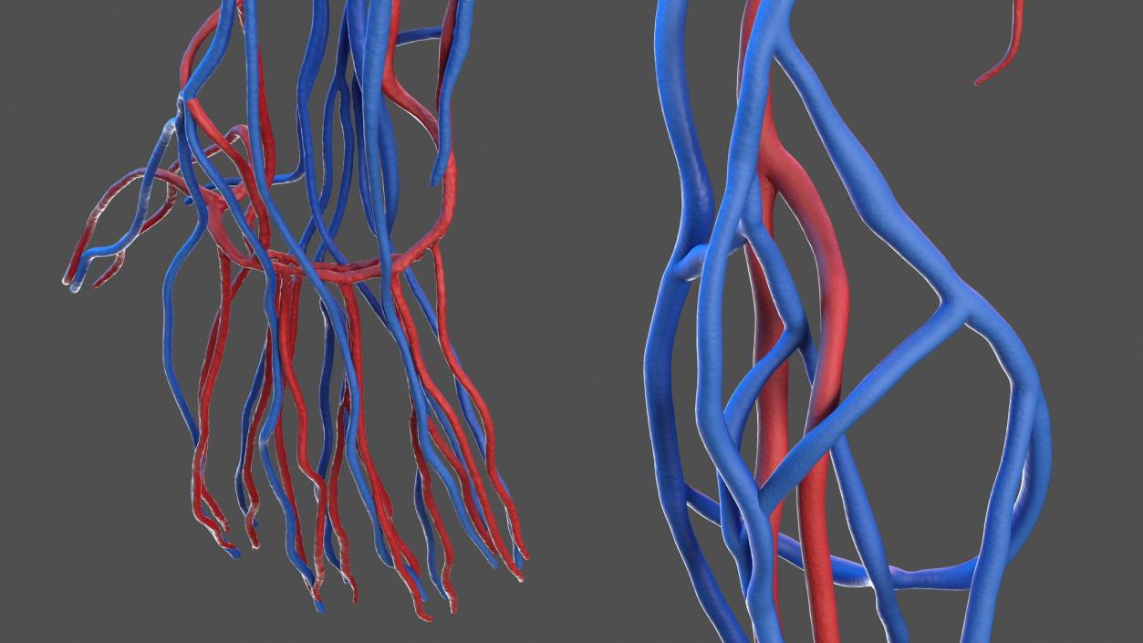 3D Human Arm Cardiovascular System