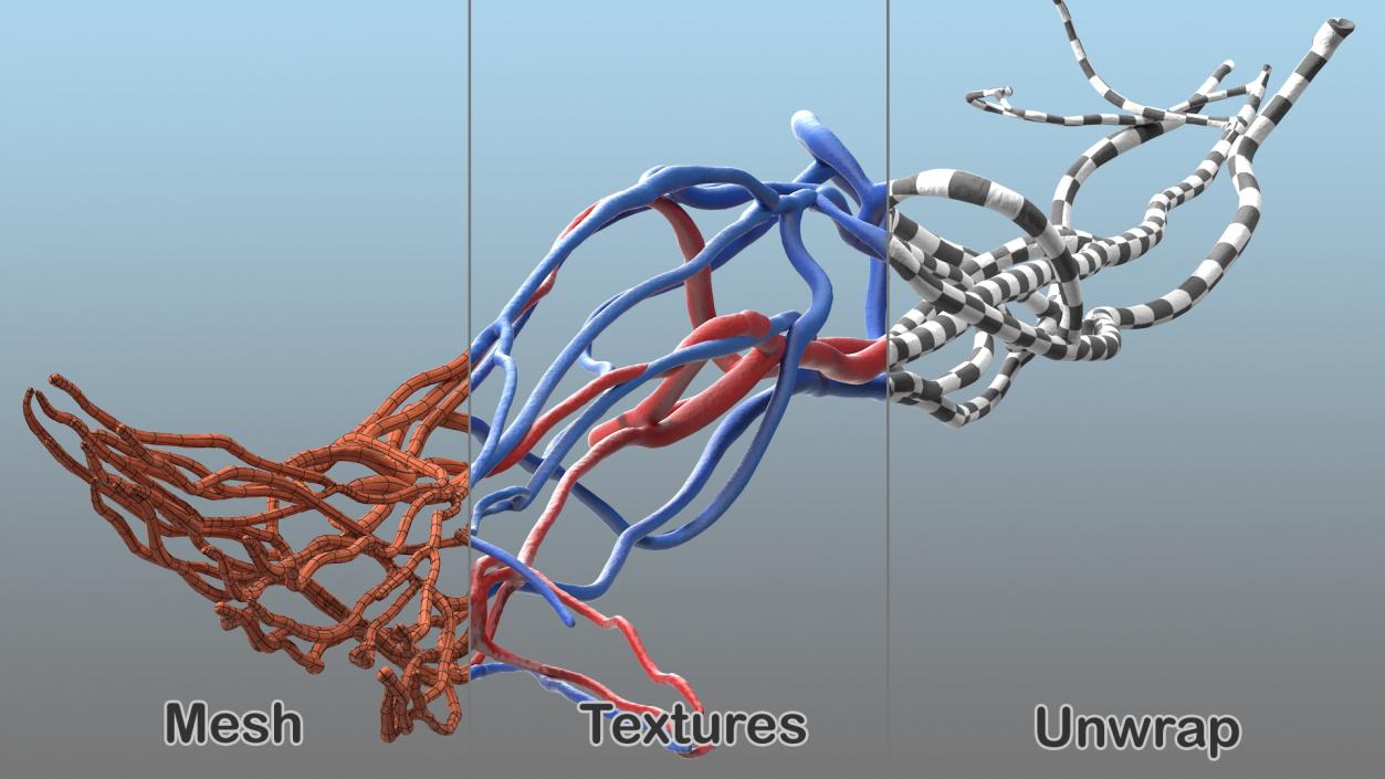 3D Human Arm Cardiovascular System