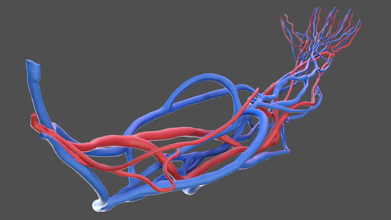 3D Human Arm Cardiovascular System