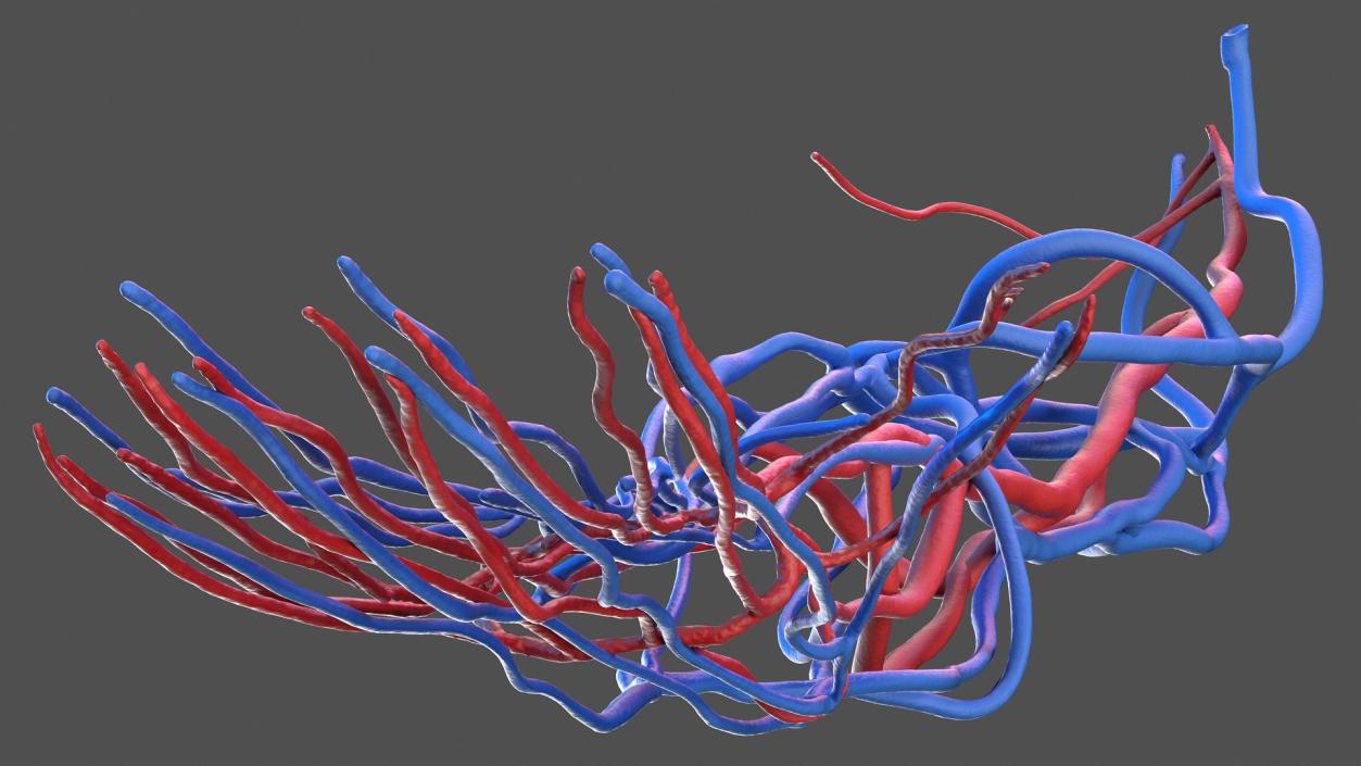 3D Human Arm Cardiovascular System