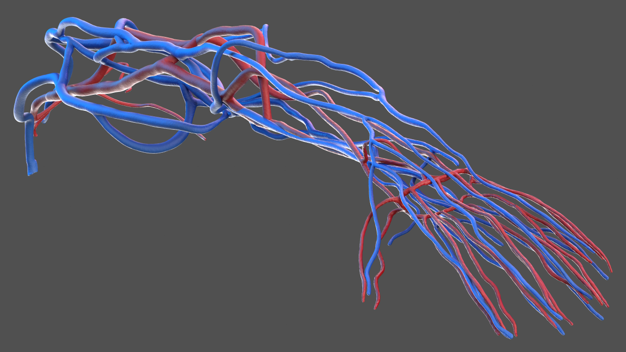 3D Human Arm Cardiovascular System