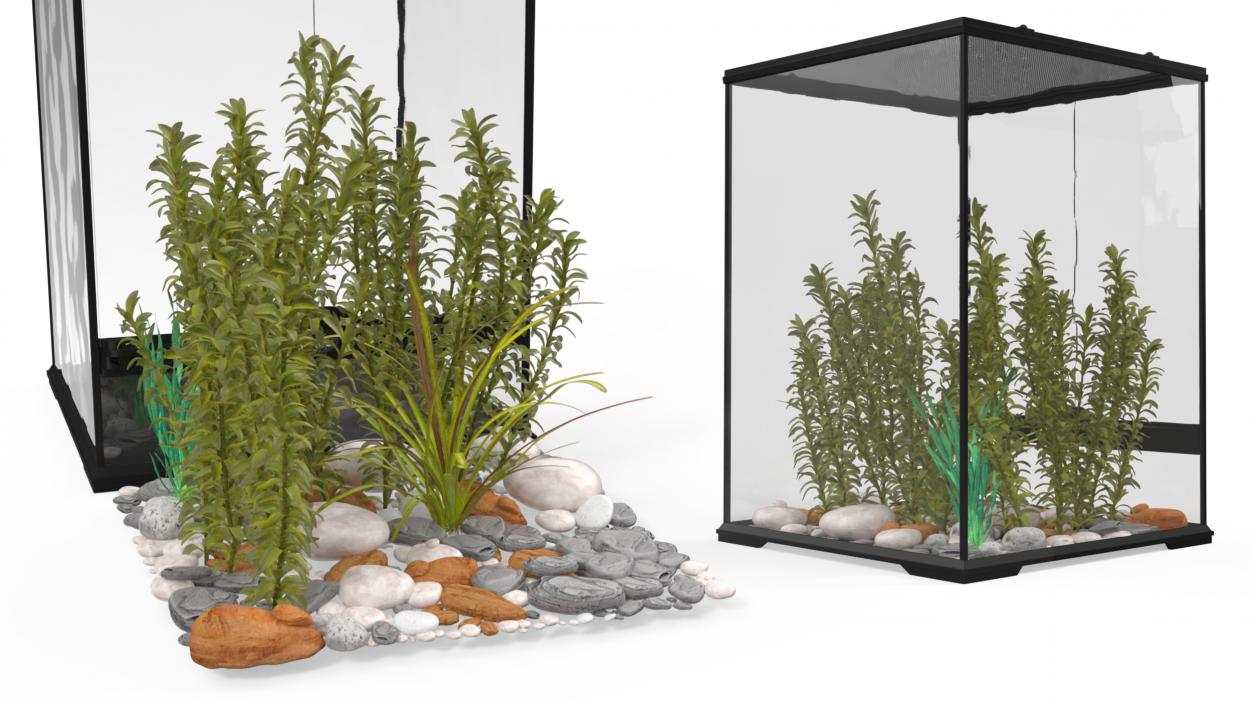 Tall Terrarium for Reptiles with Wild Plants 3D model