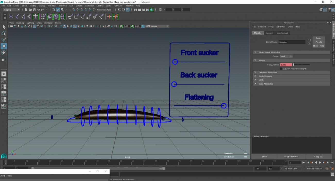 Hirudo Medicinalis Rigged for Maya 3D model