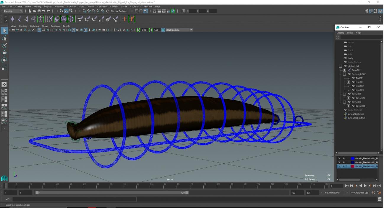 Hirudo Medicinalis Rigged for Maya 3D model