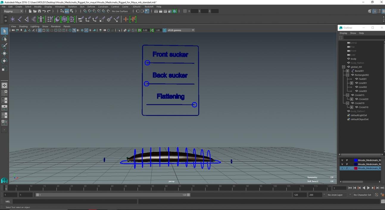 Hirudo Medicinalis Rigged for Maya 3D model