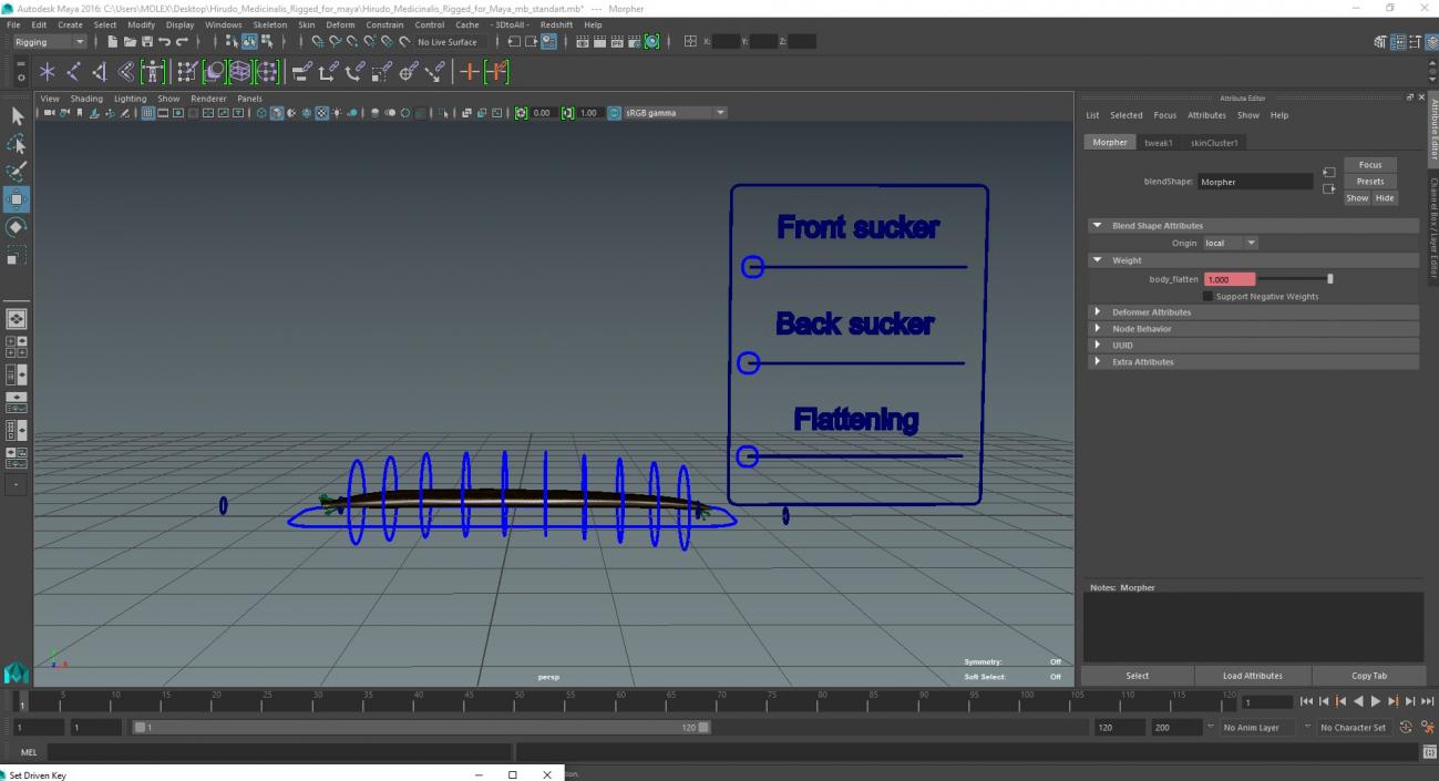 Hirudo Medicinalis Rigged for Maya 3D model