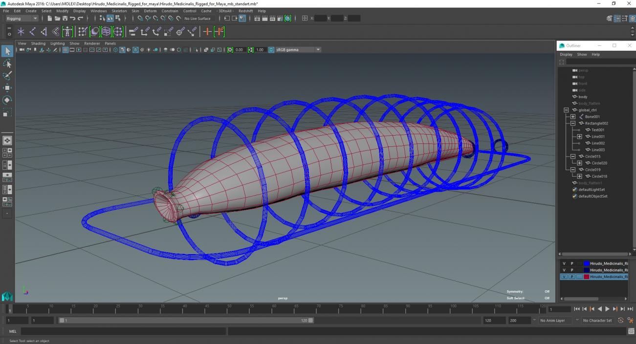 Hirudo Medicinalis Rigged for Maya 3D model