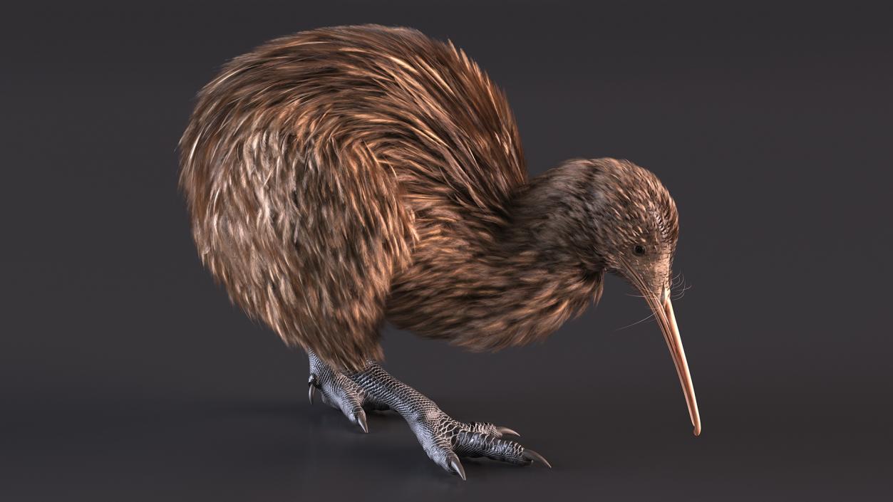 3D Kiwi Bird Rigged