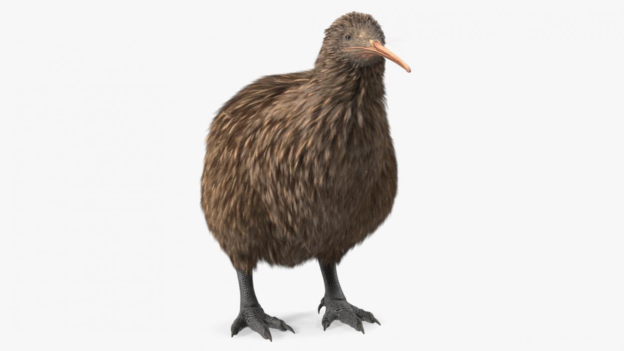 3D Kiwi Bird Rigged