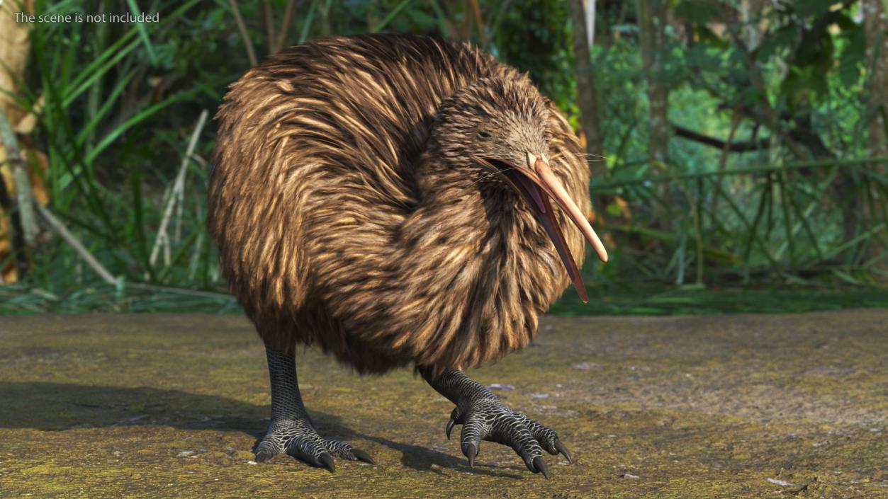 3D Kiwi Bird Rigged