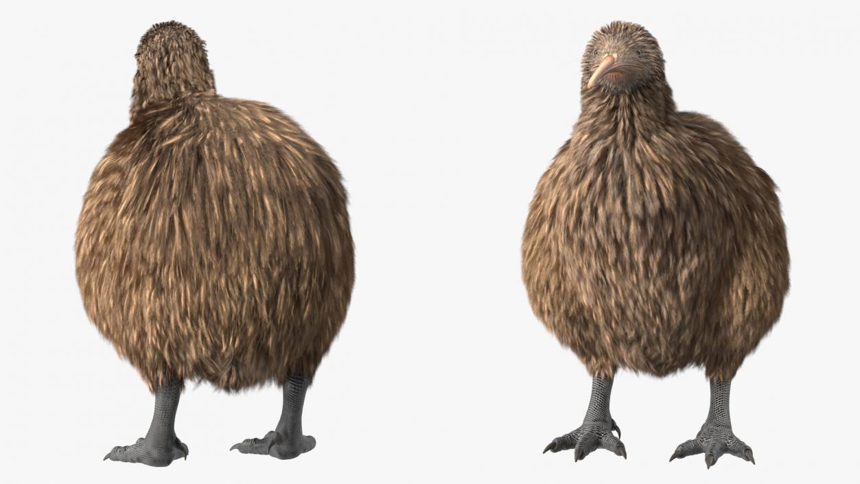 3D Kiwi Bird Rigged