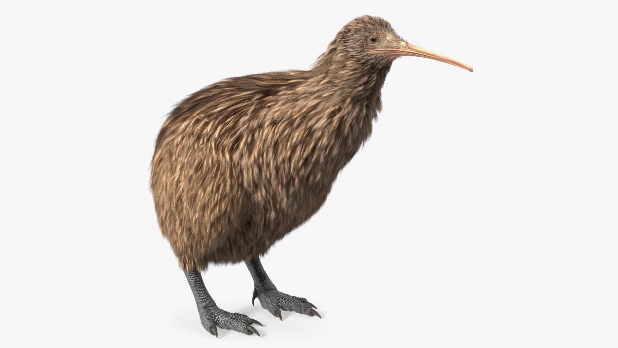 3D Kiwi Bird Rigged