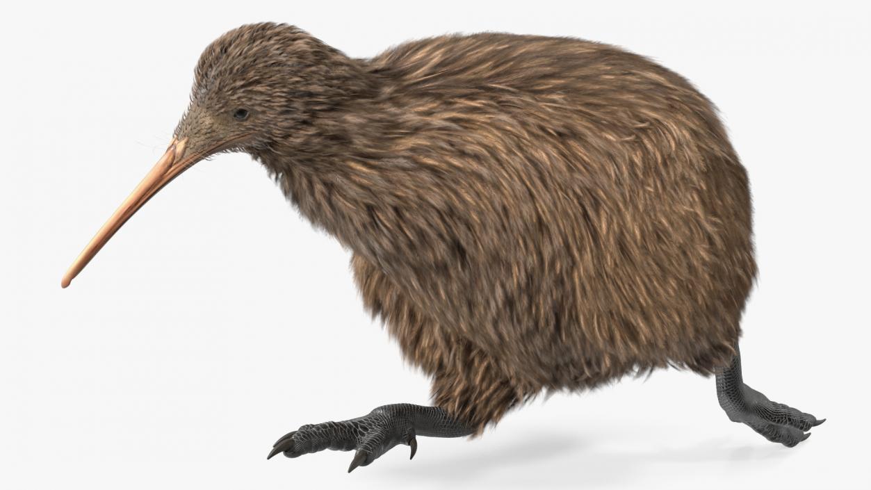 3D Kiwi Bird Rigged