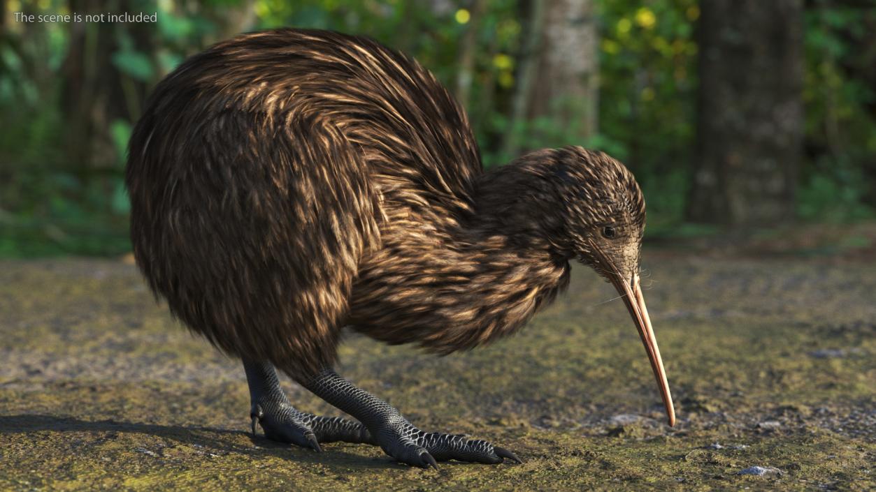 3D Kiwi Bird Rigged