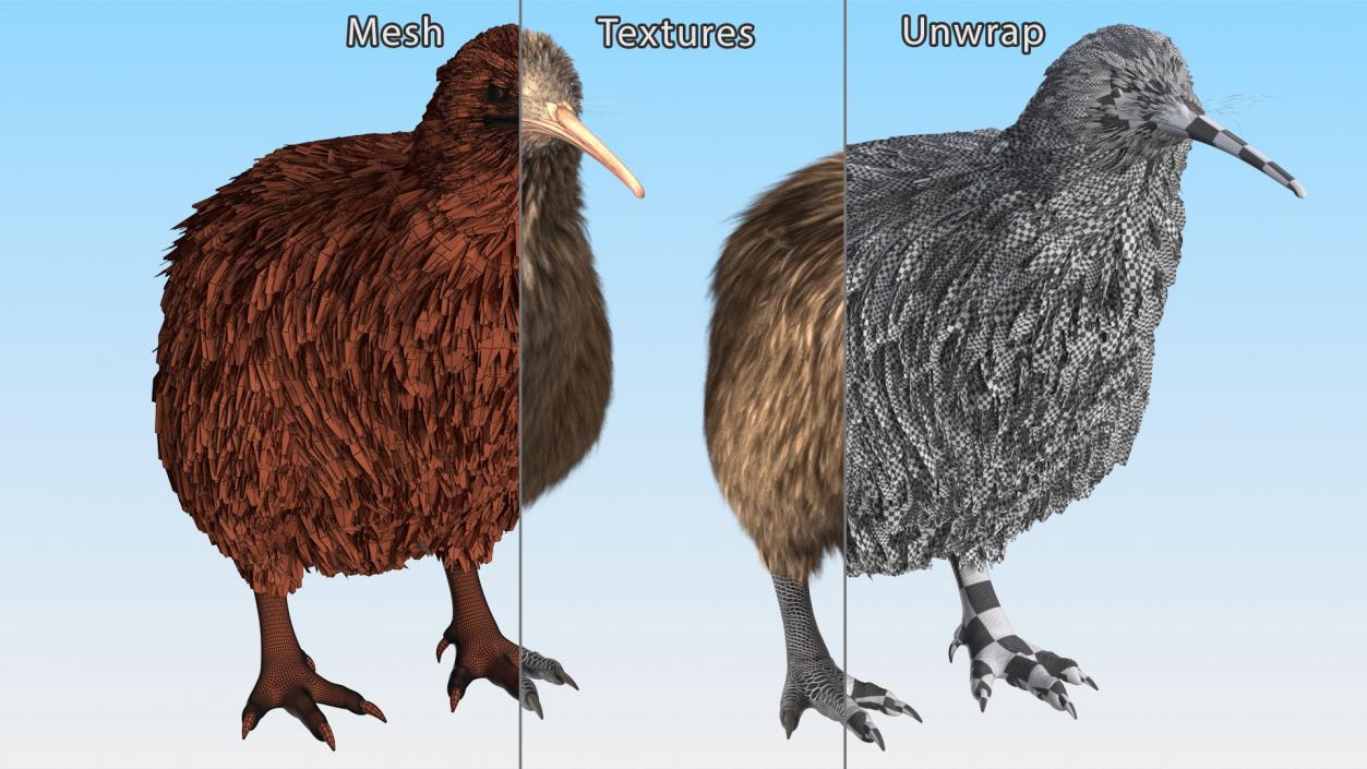 3D Kiwi Bird Rigged