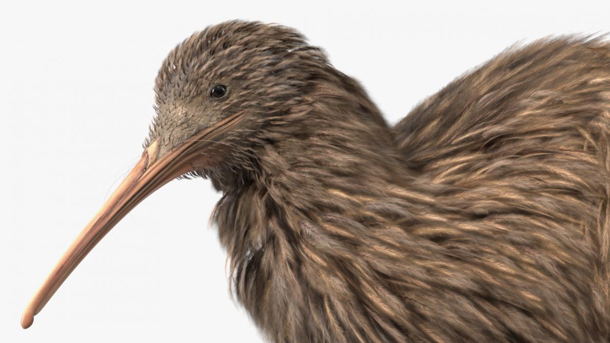 3D Kiwi Bird Rigged