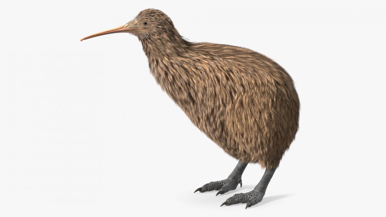 3D Kiwi Bird Rigged