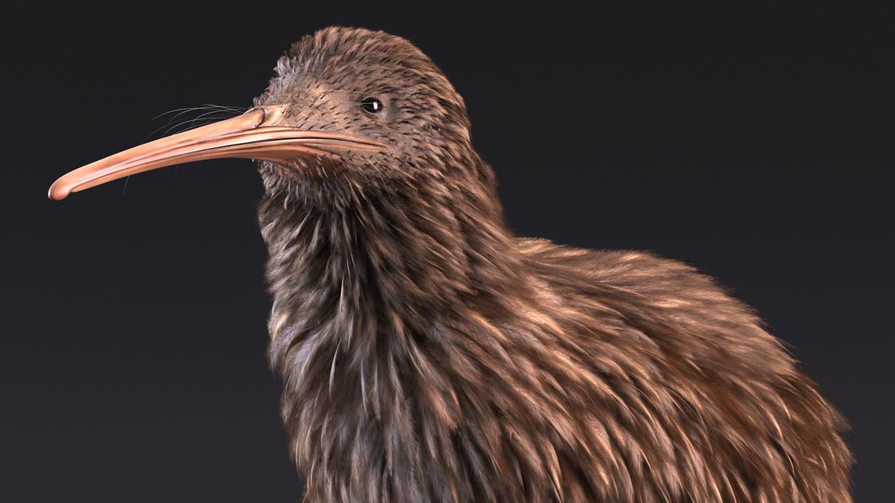 3D Kiwi Bird Rigged