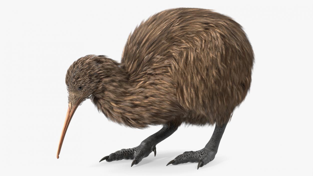 3D Kiwi Bird Rigged