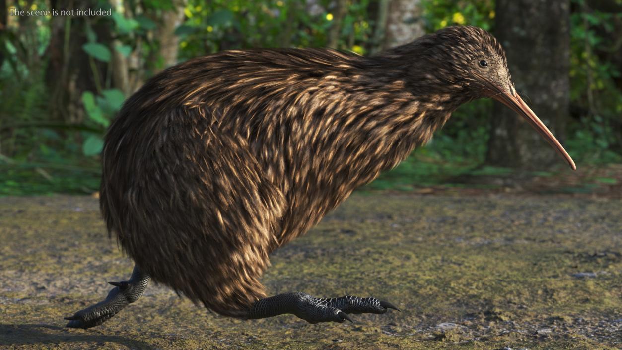 3D Kiwi Bird Rigged