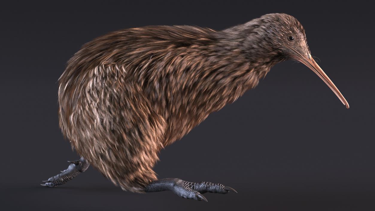 3D Kiwi Bird Rigged