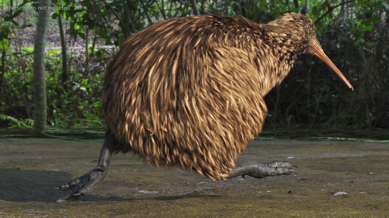 3D Kiwi Bird Rigged