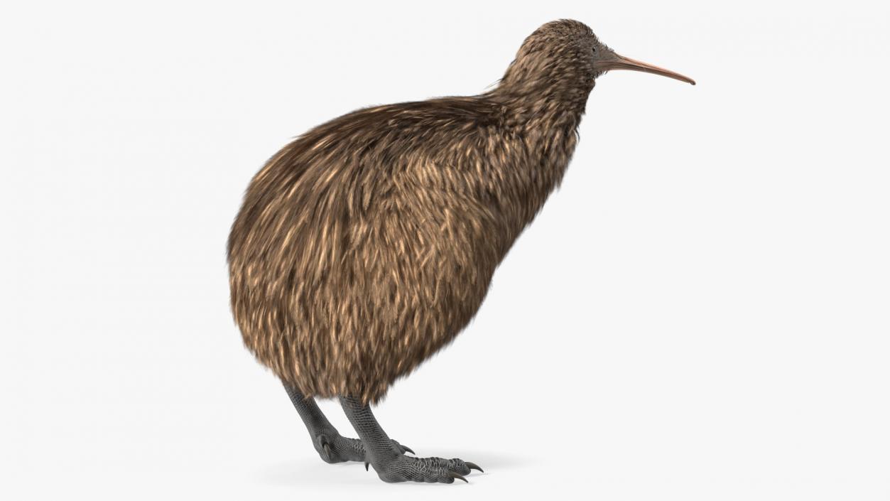 3D Kiwi Bird Rigged