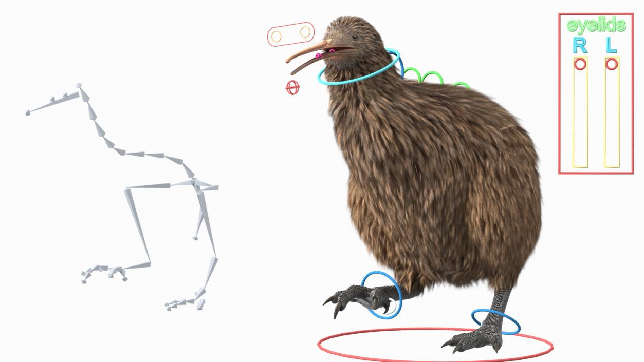 3D Kiwi Bird Rigged