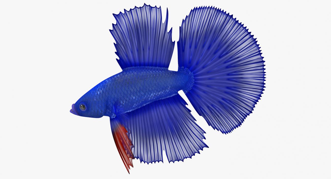 3D model Blue Betta Fish