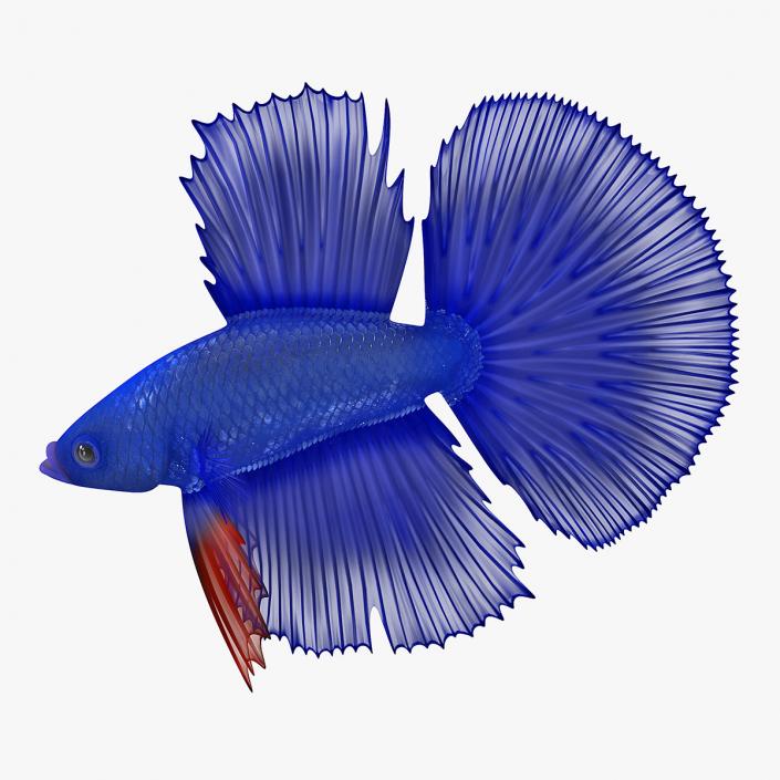 3D model Blue Betta Fish