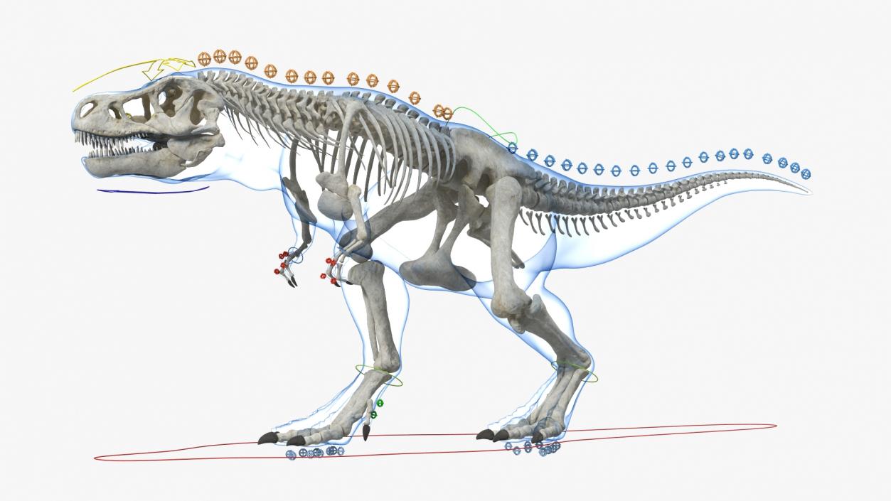 3D Tyrannosaurus Rex Skeleton with Skin Rigged model