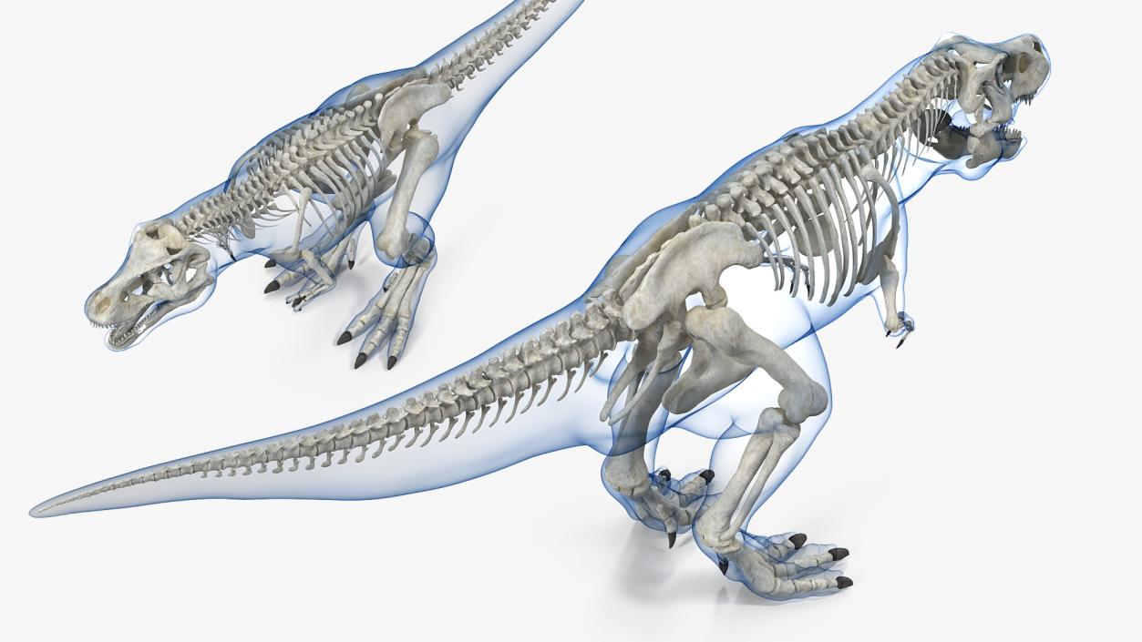 3D Tyrannosaurus Rex Skeleton with Skin Rigged model