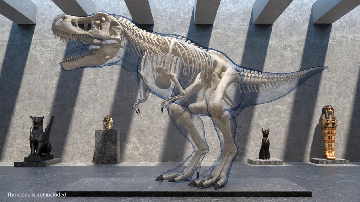 3D Tyrannosaurus Rex Skeleton with Skin Rigged model