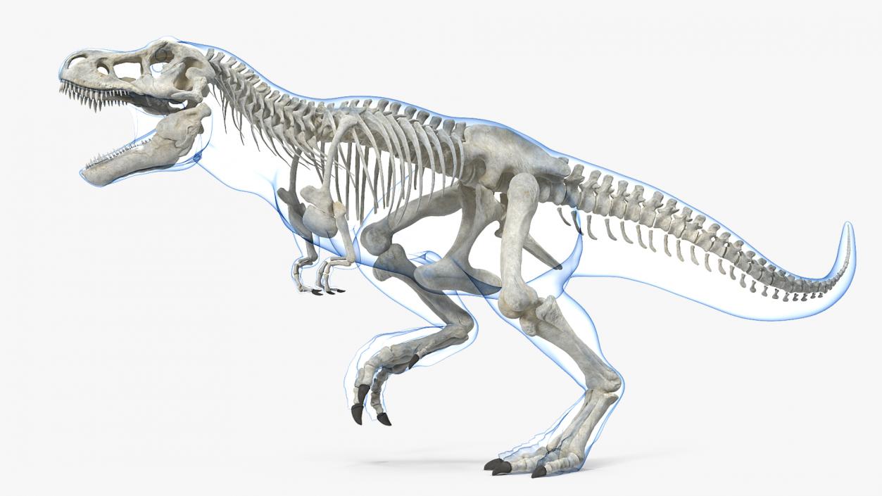 3D Tyrannosaurus Rex Skeleton with Skin Rigged model