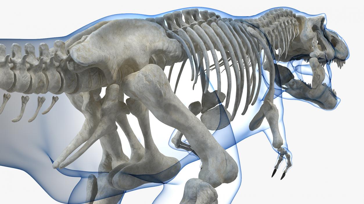 3D Tyrannosaurus Rex Skeleton with Skin Rigged model