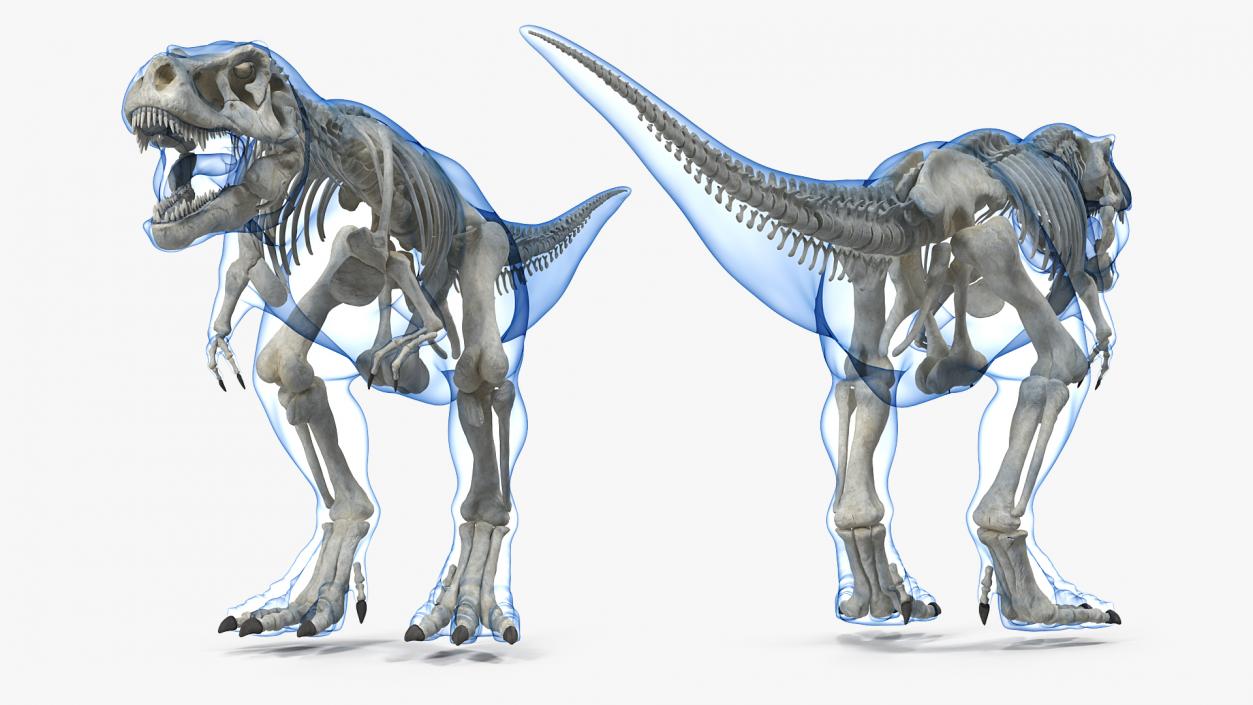 3D Tyrannosaurus Rex Skeleton with Skin Rigged model