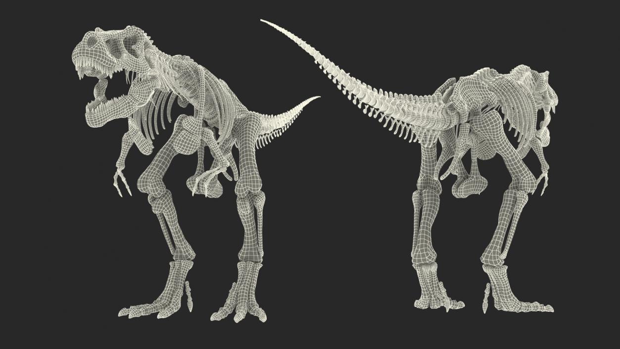 3D Tyrannosaurus Rex Skeleton with Skin Rigged model