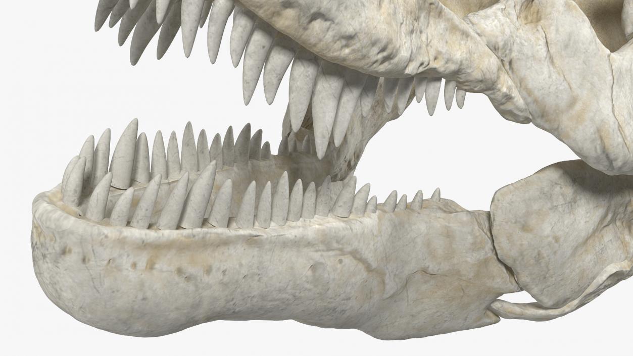 3D Tyrannosaurus Rex Skeleton with Skin Rigged model