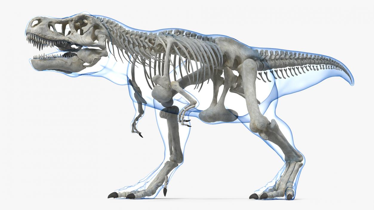 3D Tyrannosaurus Rex Skeleton with Skin Rigged model