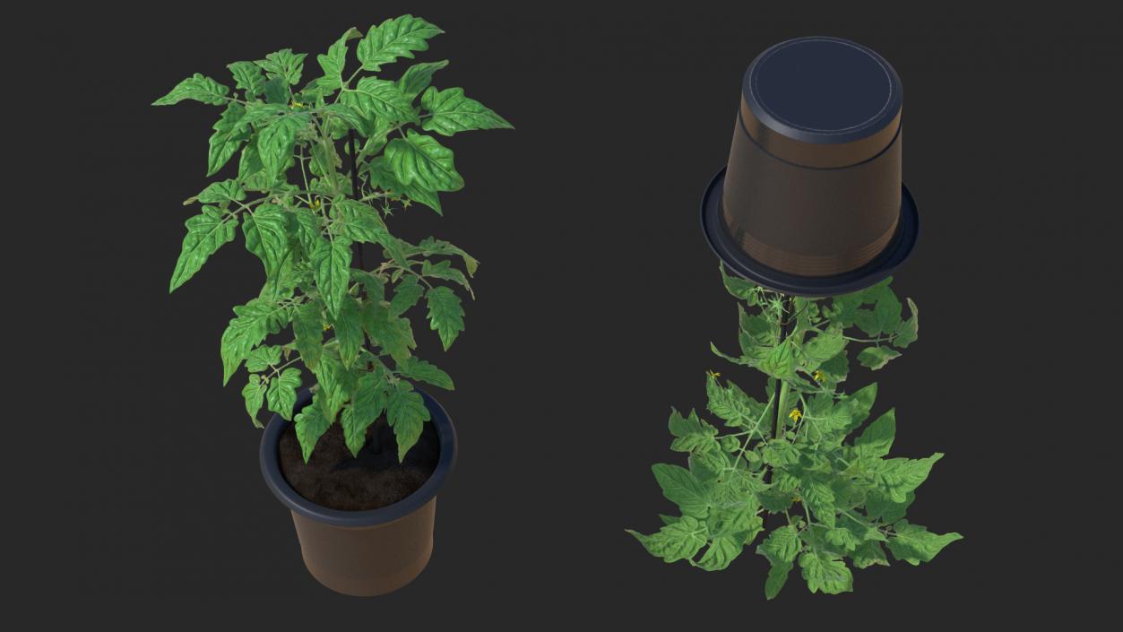 3D Tomato Plant Pot with Flowers Fur model