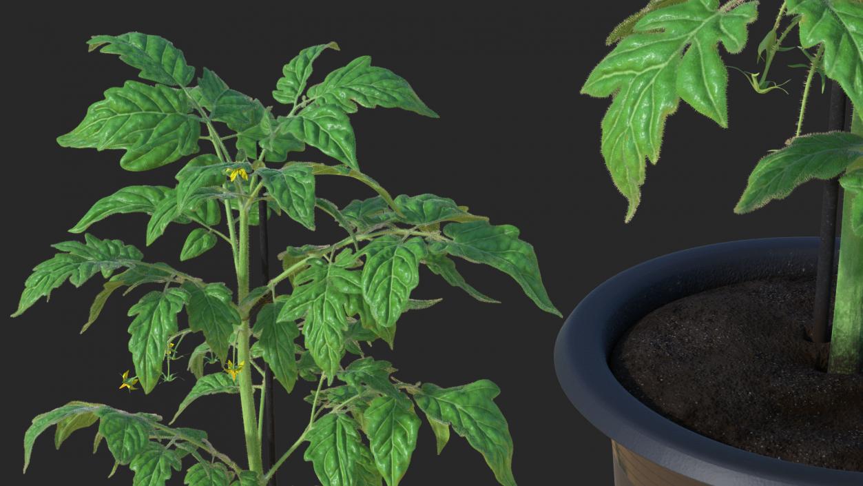 3D Tomato Plant Pot with Flowers Fur model