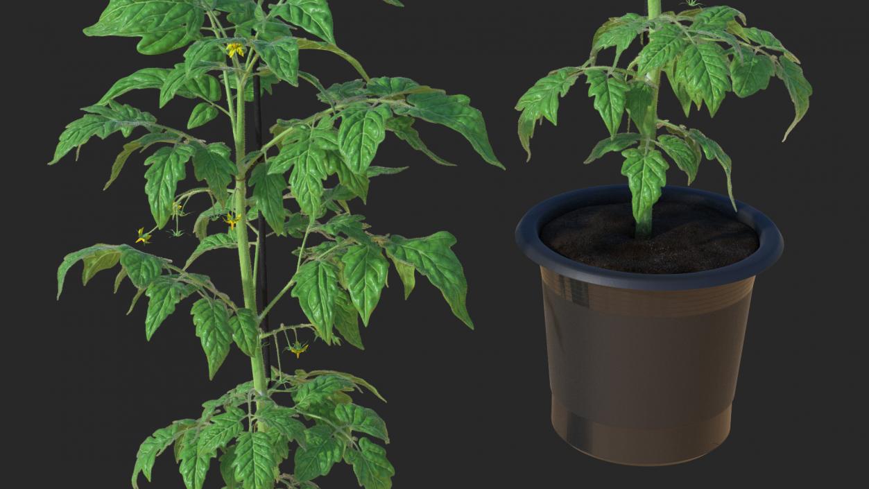 3D Tomato Plant Pot with Flowers Fur model