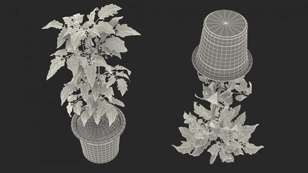 3D Tomato Plant Pot with Flowers Fur model