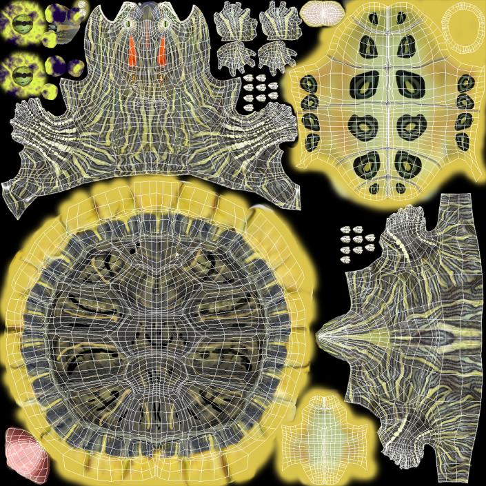 3D Red Eared Slider Turtle model