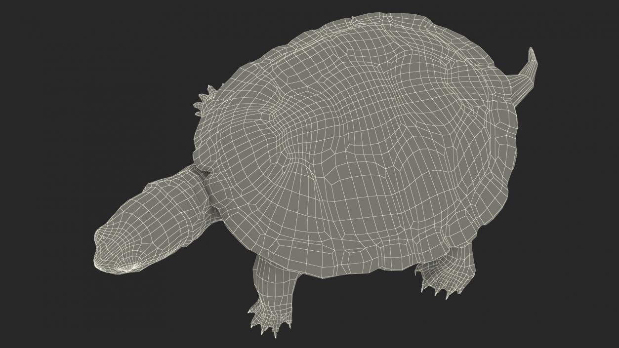 3D Red Eared Slider Turtle model