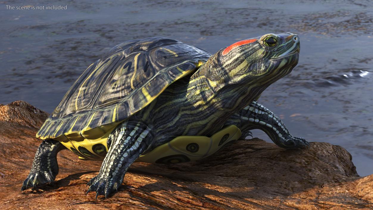 3D Red Eared Slider Turtle model