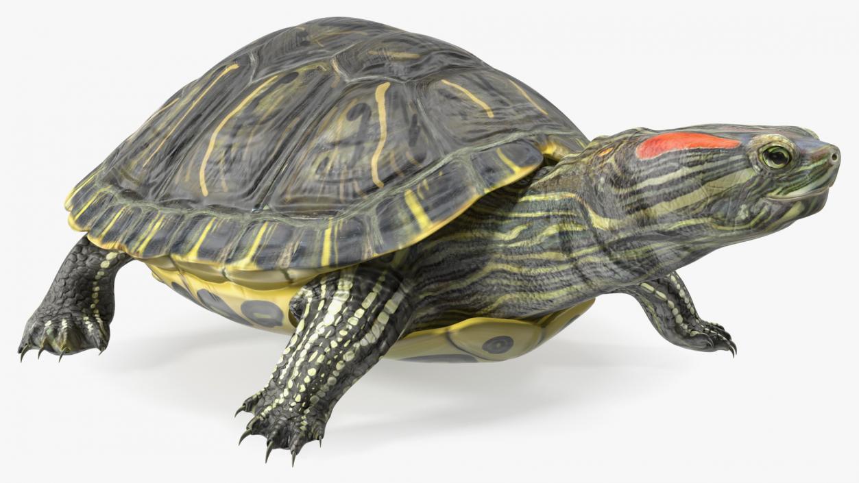 3D Red Eared Slider Turtle model